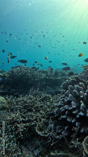 Underwater View of Coral Reef and Swimming Tropical Fish