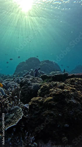 Marine Life in Clear Ocean Waters with Colorful Fish and Coral