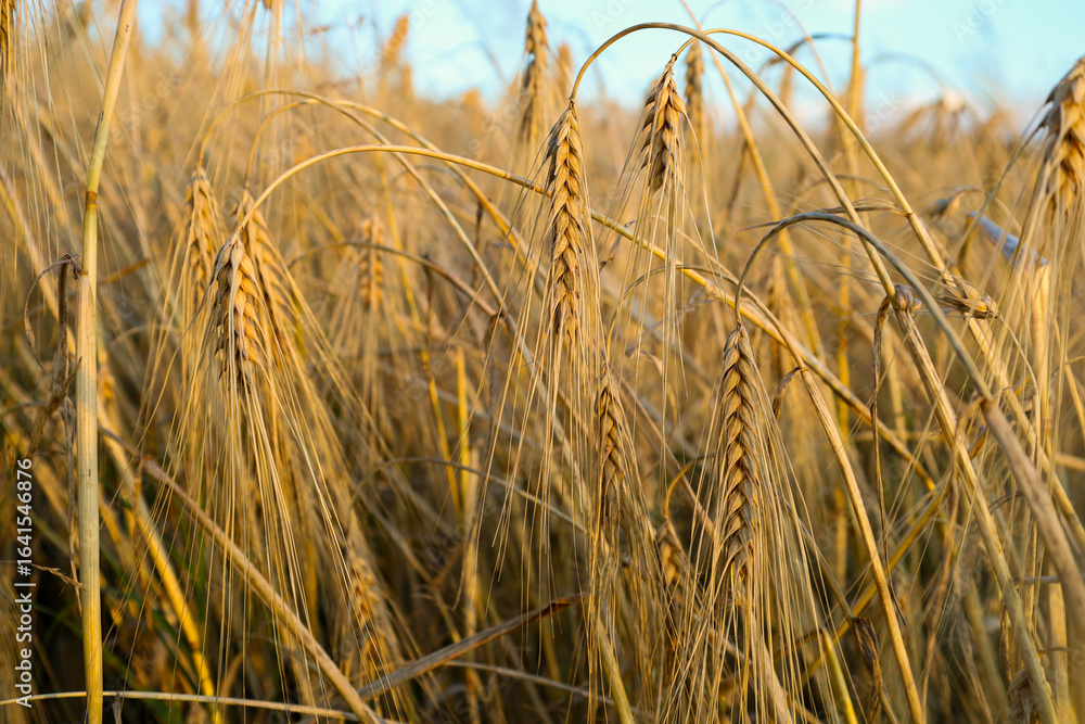 Fototapeta premium Close-up image of golden wheat ears gently bending under the morning sun. This image conveys a sense of rich harvest, natural beauty, and the tranquility of a rural landscape.