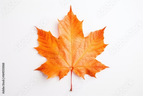 Wallpaper Mural Autumn leaves maple plant. Torontodigital.ca