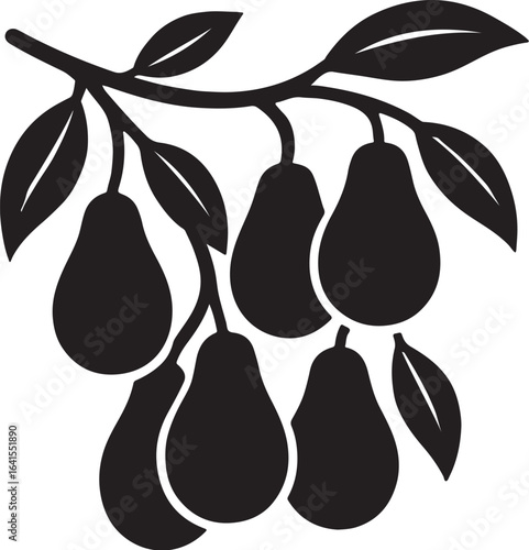 Avocado fruit hanging on the tree  অ্যাভোকোডা ফল এবং গাছ