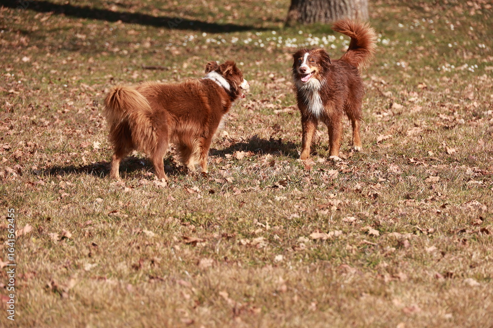 Naklejka premium Two dogs are standing in a field of brown grass and leaves