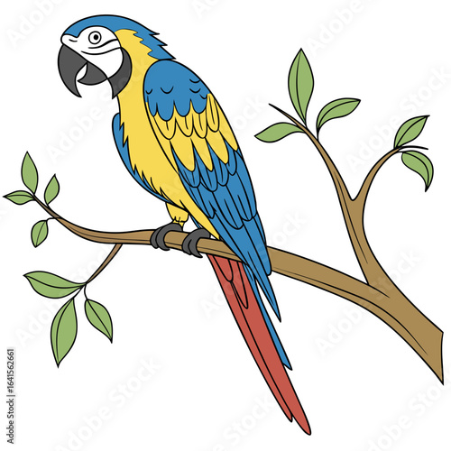 blue and yellow macaw