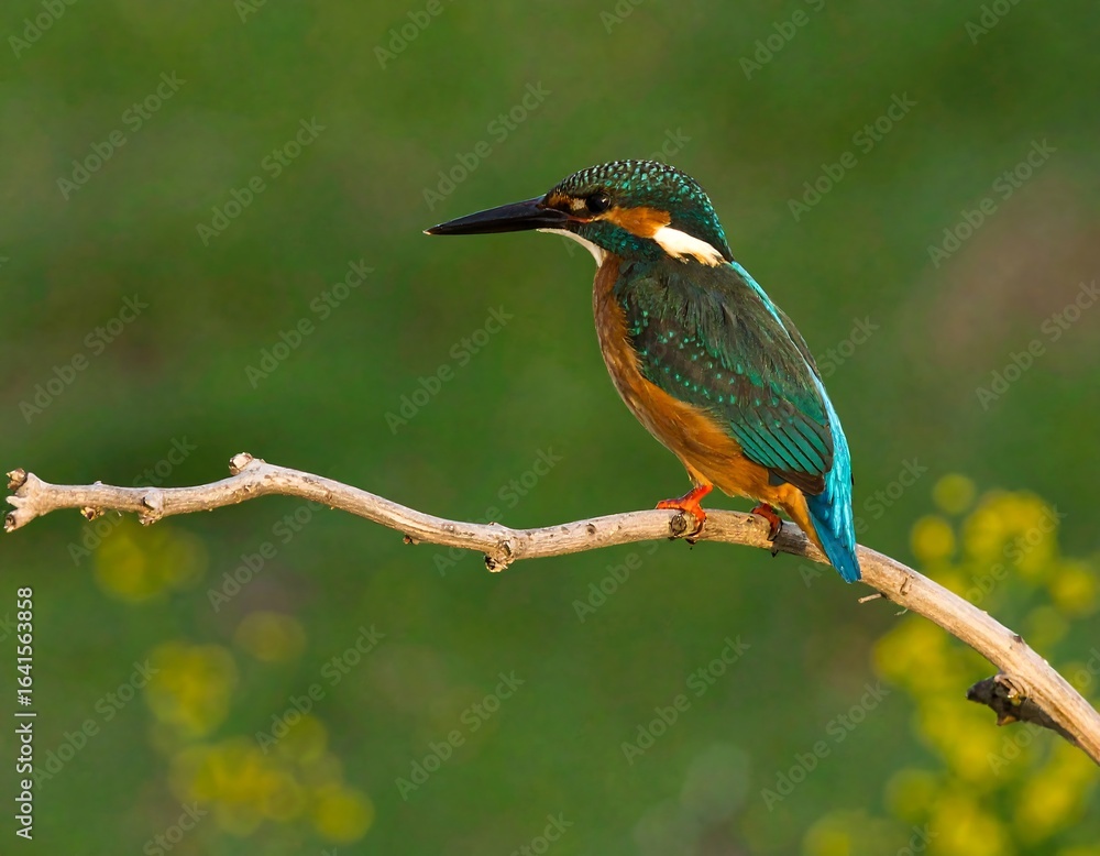 Fototapeta premium Kingfisher perched on branch