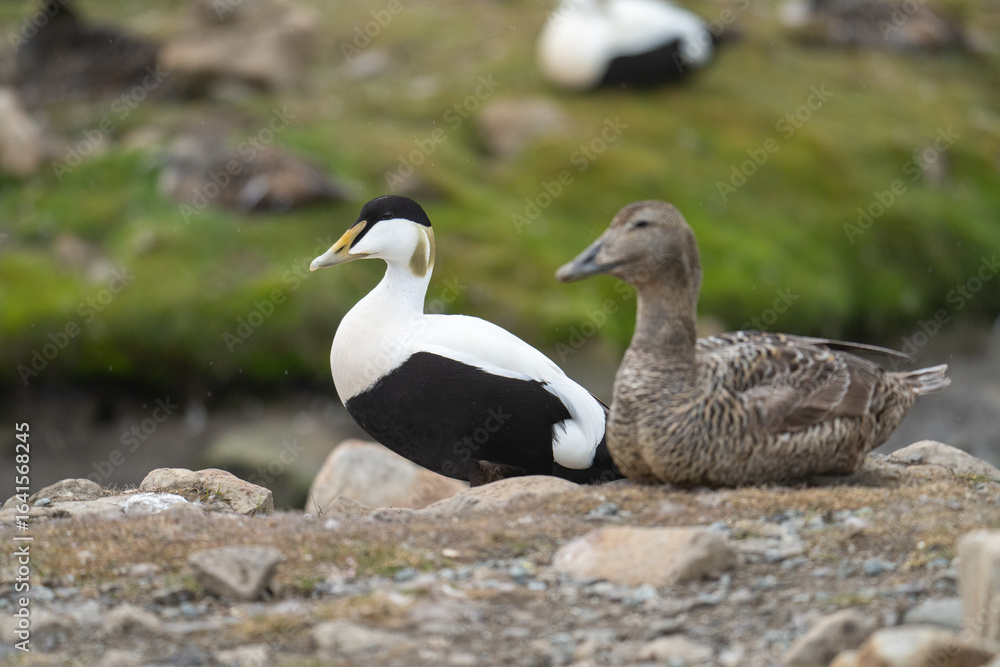 Male and female common eiders (Somateria mollissima) in Longyearbyen, Svalbard, Norway Male and female common eiders (Somateria mollissima) in Longyearbyen, Svalbard, Norway