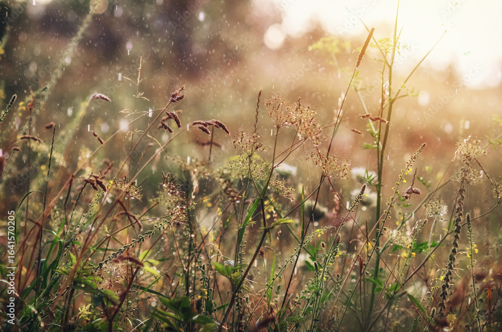 Fototapeta premium Rainy view of wild grass during heavy downpour, with drops, illuminated by sun. Environment concept.