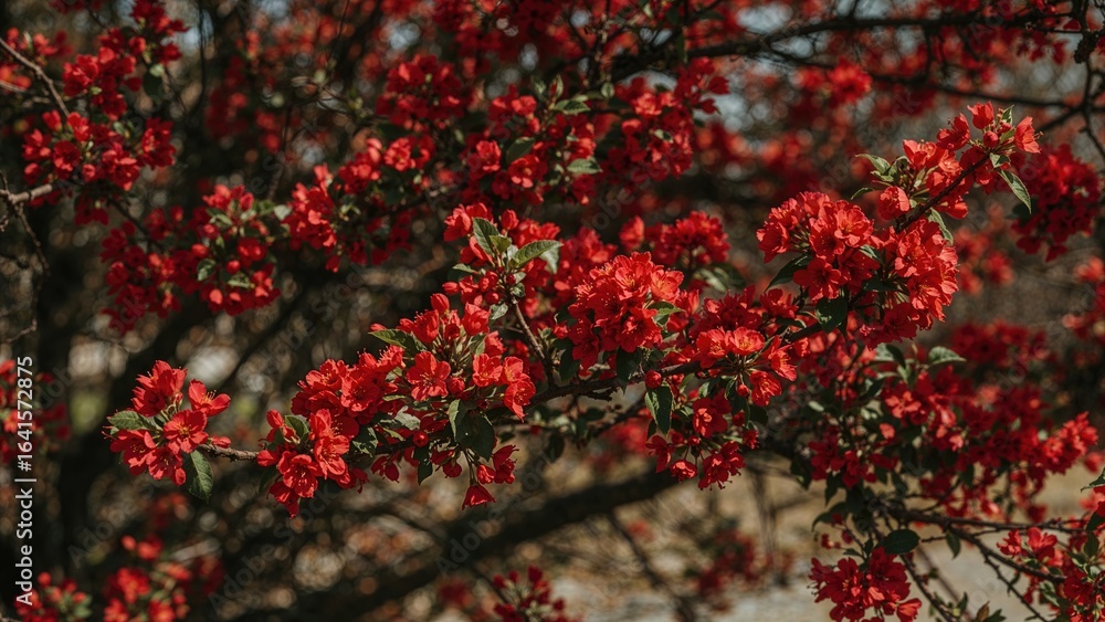 Close-up of Vibrant Red Tree Flowers Amidst Green Foliage in a Serene Outdoor Environment Close-up of Vibrant Red Tree Flowers Amidst Green Foliage in a Serene Outdoor Environment