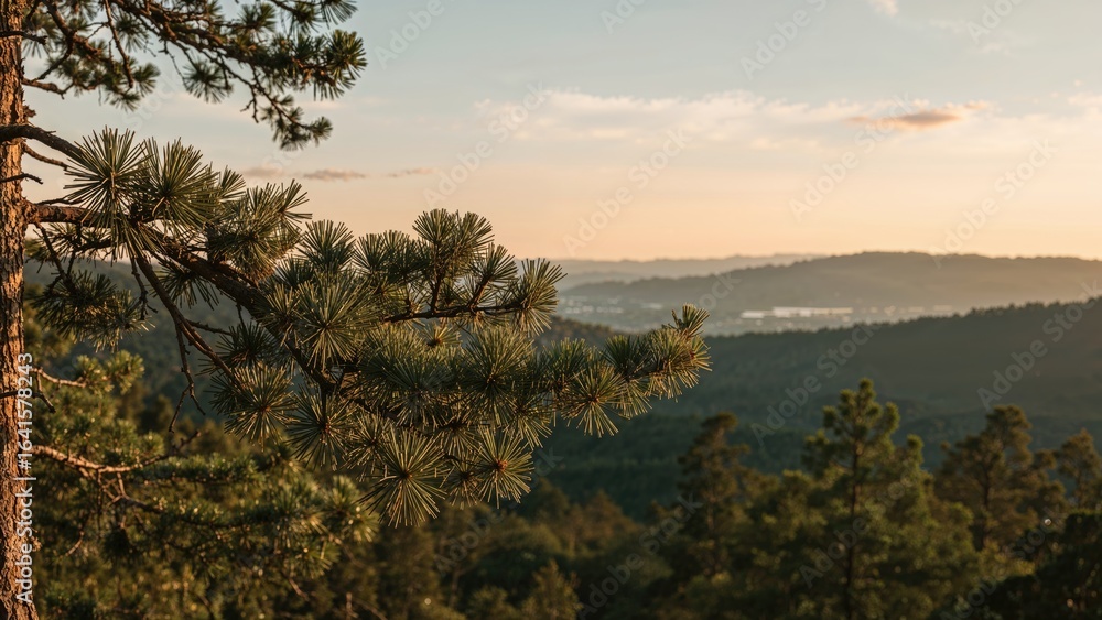 Naklejka premium Pine twig against a scenic valley at dusk