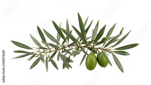 Isolated olive branch with leaves and fruit on a white background, perfect for use in design projects like postcards and packaging