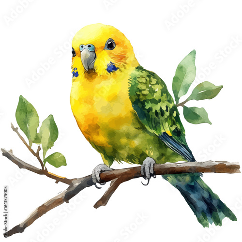 Budgerigar, watercolor painting vector, isolated on a white background.