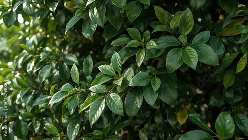 Wallpaper Mural Close-up of Ficus benjamina leaves with nature in the background Torontodigital.ca
