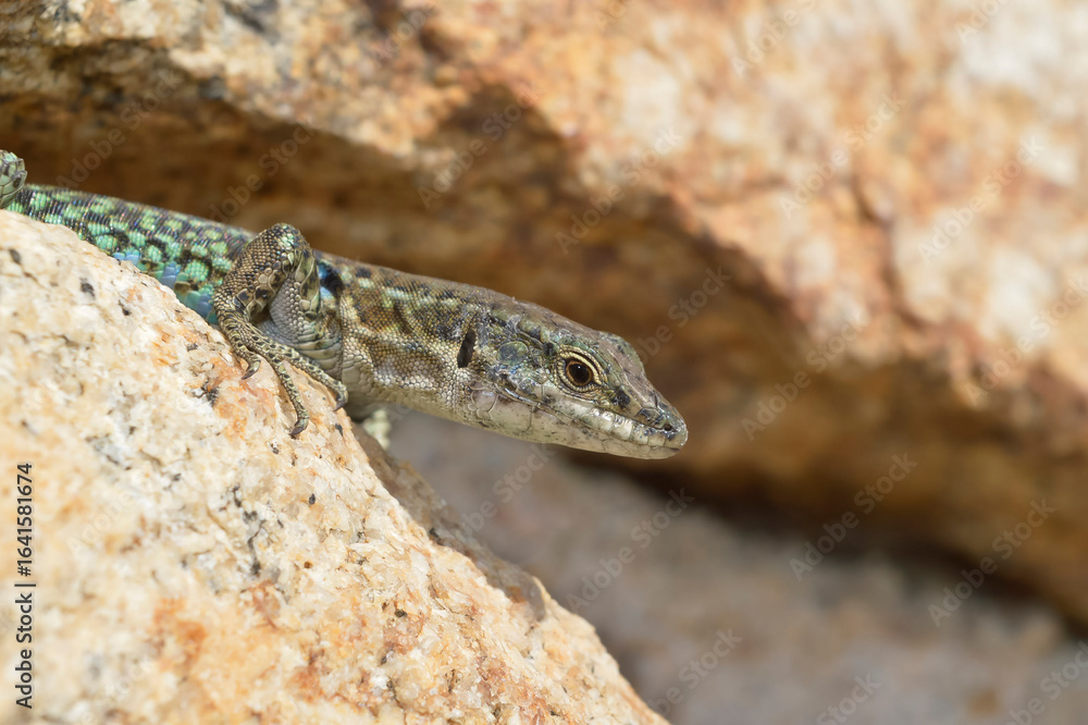 Obraz premium Podarcis Tilliguerta - Lézard Tyrrhénien