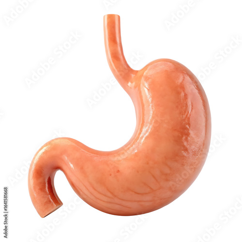 Realistic 3d model of a human stomach organ isolated on transparent background