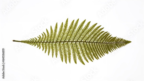 Single dry green fern foliage pressed and isolated
