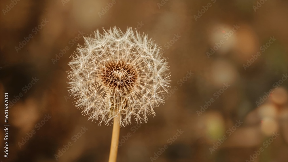 Autumn dandelion turning dry Autumn dandelion turning dry