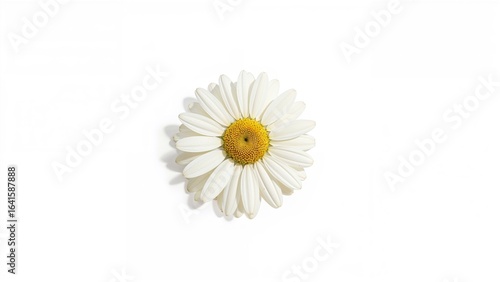 Wallpaper Mural Isolated chamomile floral design intended for packaging decoration. Torontodigital.ca