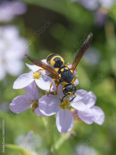 Insecte Guêpe sur fleur de roquette de mer
