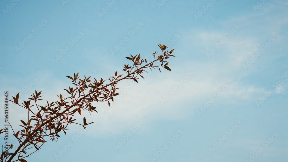 Obraz premium A branch silhouetted against the sky