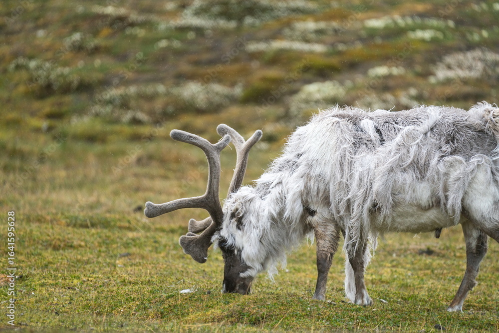 Fototapeta premium Svalbard reindeer (Rangifer tarandus platyrhynchus) grazing in a field at the edge of town in Longyearbyen, Svalbard, Norway