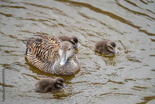 Foto Common eider (Somateria mollissima) chicks swimming with their mother in a pond