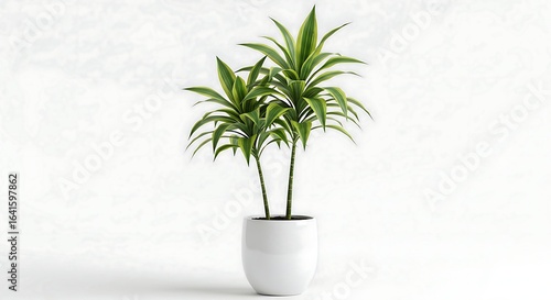 Tall green plant in a white modern pot