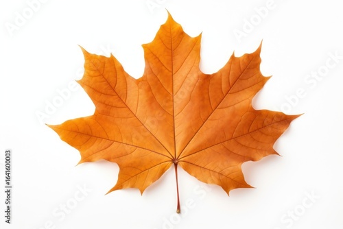 Wallpaper Mural Autumn maple leaf plant. Torontodigital.ca