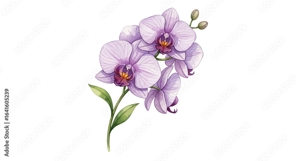 Obraz premium Watercolor illustration of a blooming light purple orchid with green leaves and buds on a white background.