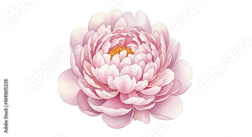 A delicate, light pink peony blossom with layered petals and a yellow center, isolated on a white background.