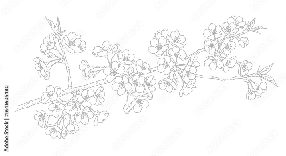 Obraz premium Delicate line drawing of a blossoming cherry branch, showcasing numerous small flowers and leaves.