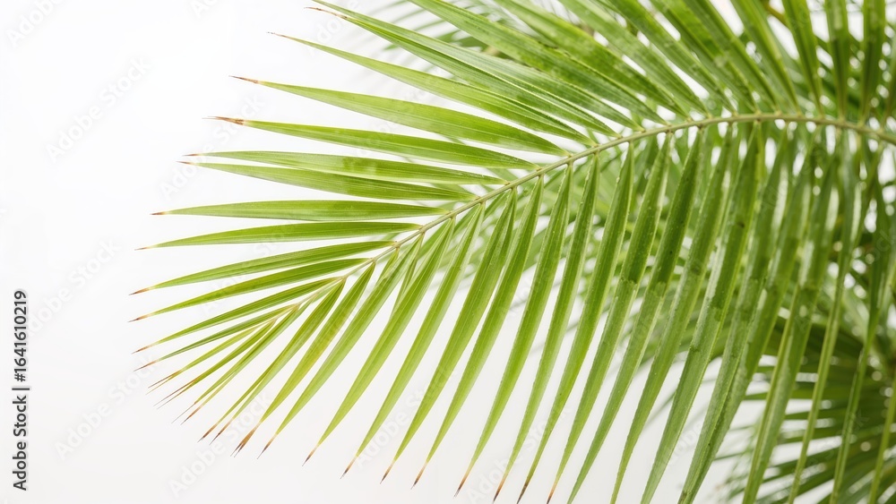 Obraz premium Single green palm leaf against a white backdrop
