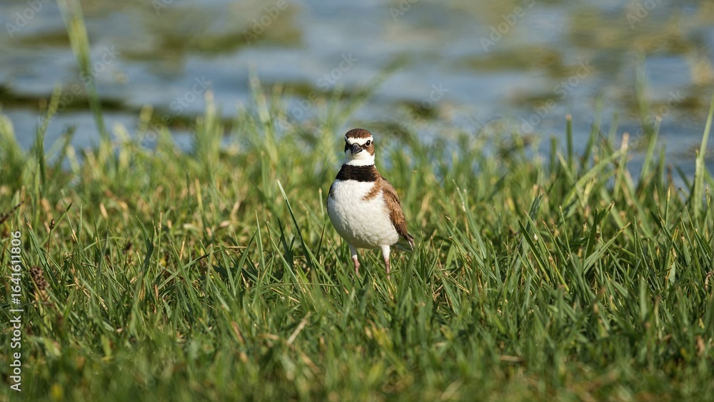 Obraz premium Feathered creature amidst green grass
