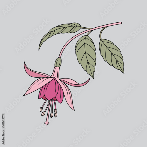 Pink Petal Botanical Plant Illustration