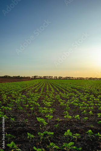 A perfectly aligned field of young green crops under a vast, bright blue and orange-tinted sky, with a strong row of trees on the horizon, creating a sense of order and tranquility in the early evenin
