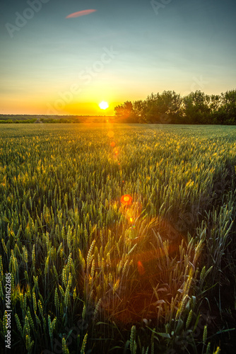 A beautiful wide-angle shot of a lush golden wheat field with the sun setting, casting a warm glow and creating a lens flare.