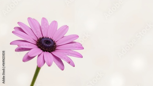 Vibrant purple chamomile standing out from a dreamy backdrop