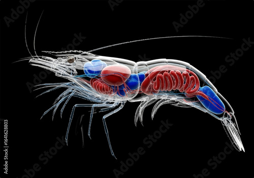 Transparent Shrimp Anatomy Showing Internal Organs