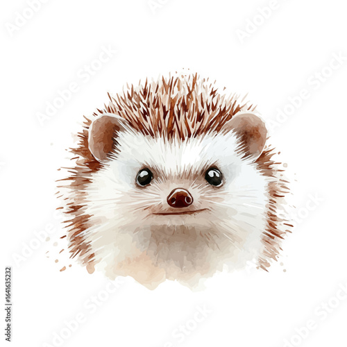watercolor of African Pygmy Hedgehog, vector, isolated on a white background.