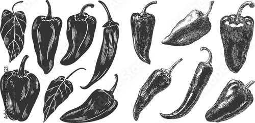Hand drawn vector set of black and white beans  of a set of cocoa beans are presented in a hand-drawn style, with black and white cocoa beans isolated on a white background