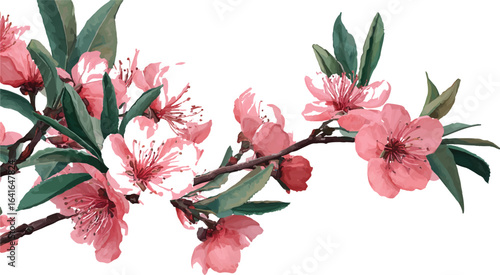 Manuka flowers with green leaves on white background Colorful botanical illustrations featuring yellow flowers and green leaves on a white background