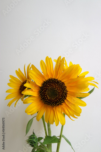 Common And Wild Sunflowers ,Vertical
