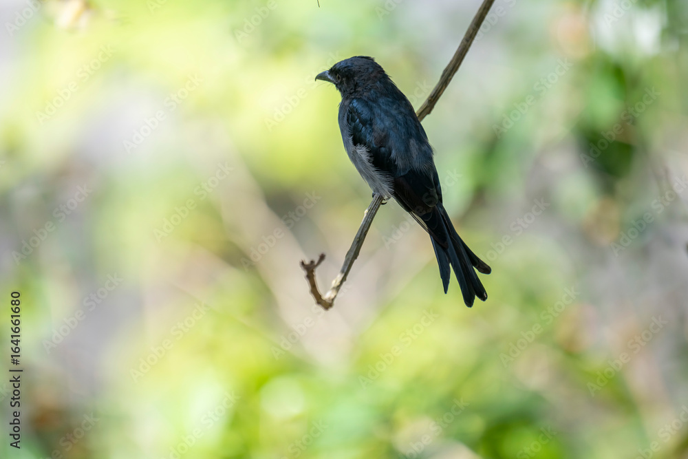 Obraz premium A White-bellied Drongo perches gracefully on a slender branch, its sleek black-blue plumage contrasting with the soft white belly. Sunlight filters through lush greenery in the blurred background.