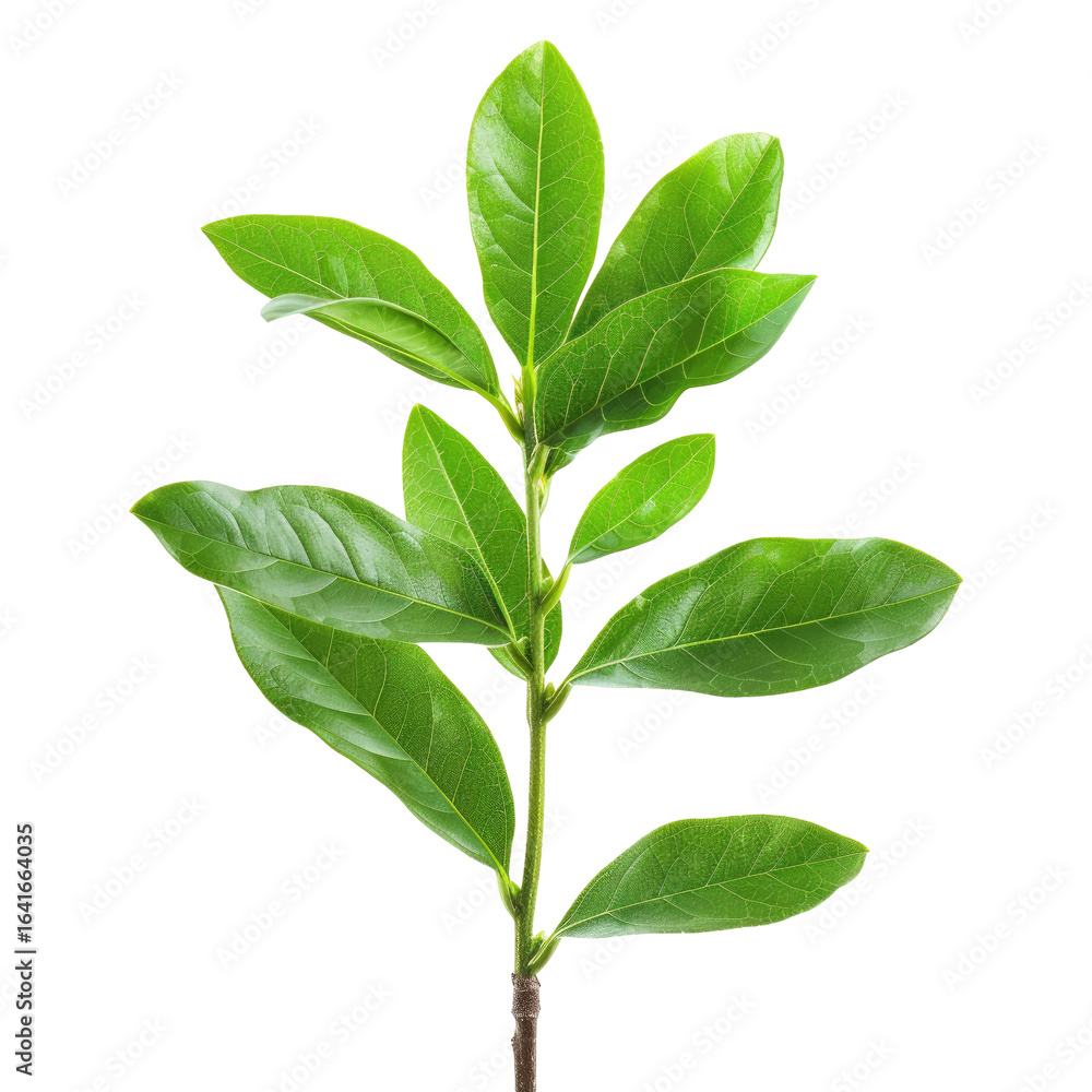 Fototapeta premium Green plant sprout, studio shot, close-up, black background, nature, botany, growth