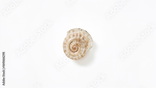 Shell on a plain white back...