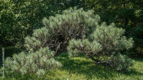 Low-growing mountain pine w...