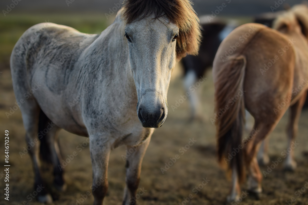 Obraz premium two horses in the field