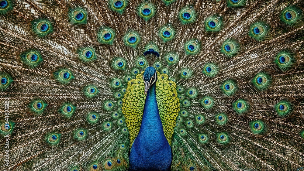 Obraz premium Colorful plumage showcasing nature's decorative textures