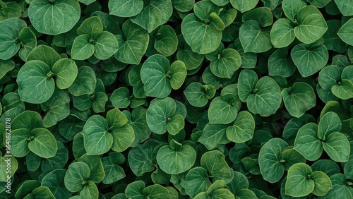 Infinite green leaf surface