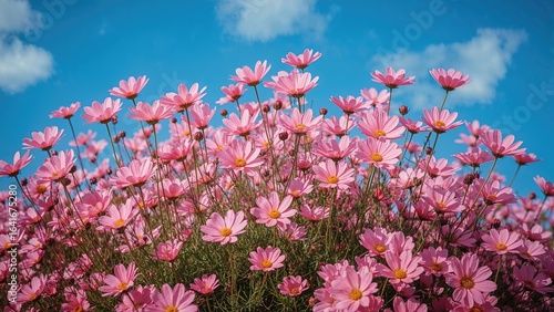 Bipinnatus Cosmos in Pink