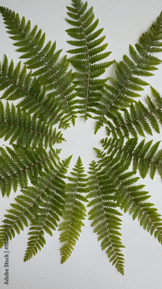Naklejka premium Overhead view of delicate fern leaves arranged in radial symmetry on white background