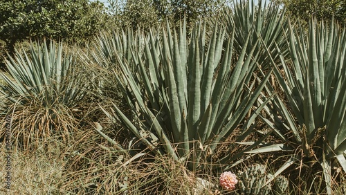 Succulents growing freely i...